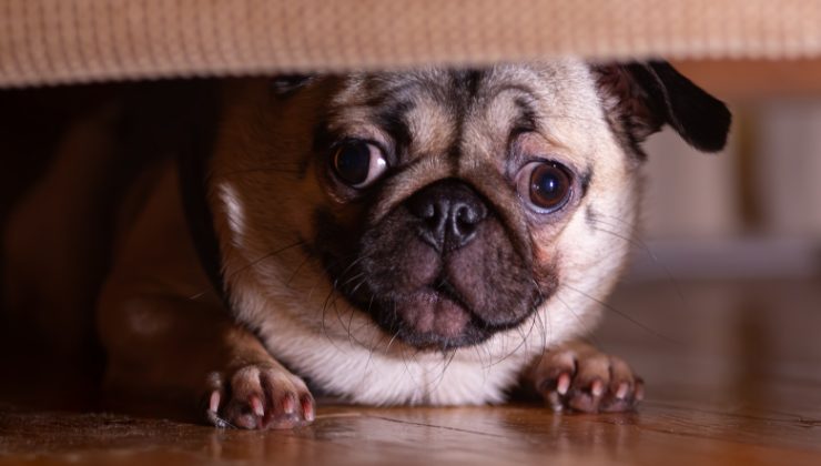 cane spaventato dai botti di Capodanno