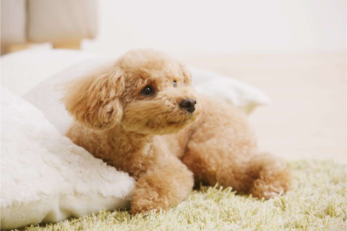 cane ai piedi del letto