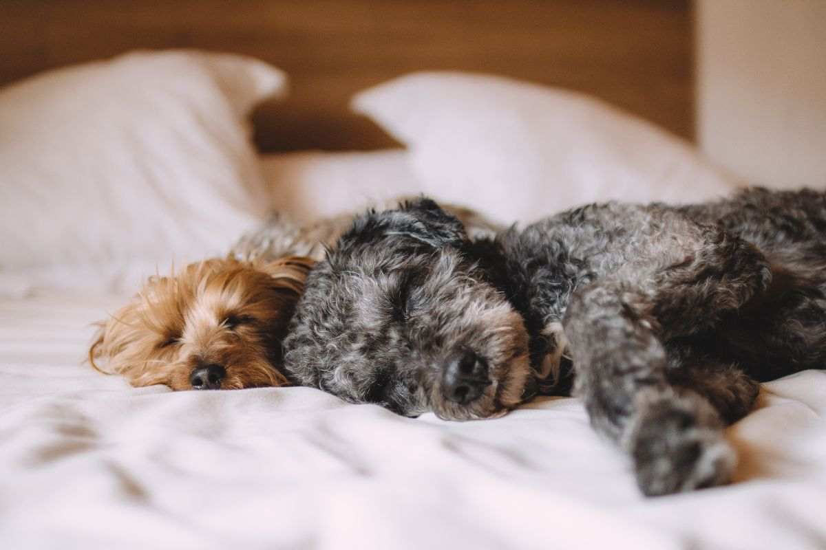 cani ai piedi del letto