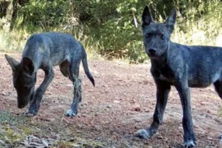 chi sono i “Sirius Black”