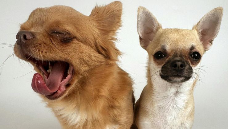 chihuahua lanciati dal balcone dopo una lite con la moglie