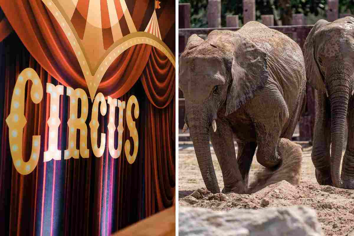elefanti del circo