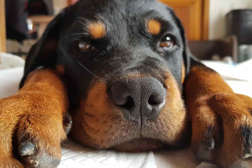 condanna ai veterinari per la morte del cane