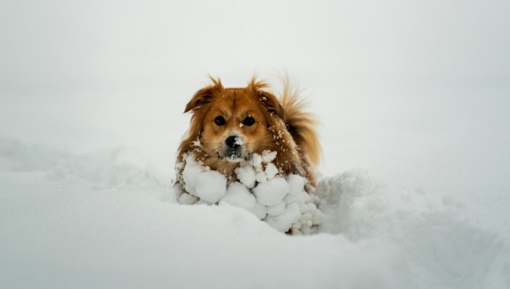 cucciola nella neve