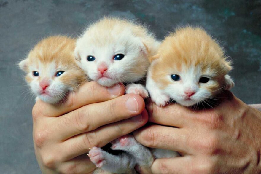 cuccioli di gatto