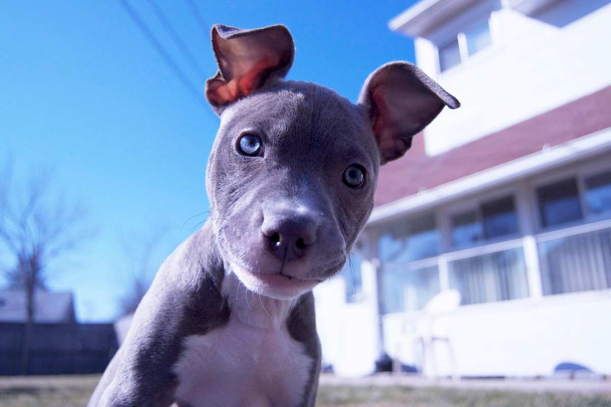 cucciolo di Pitbull salva una neonata