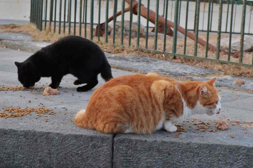 divieto di dare da mangiare ai gatti della colonia