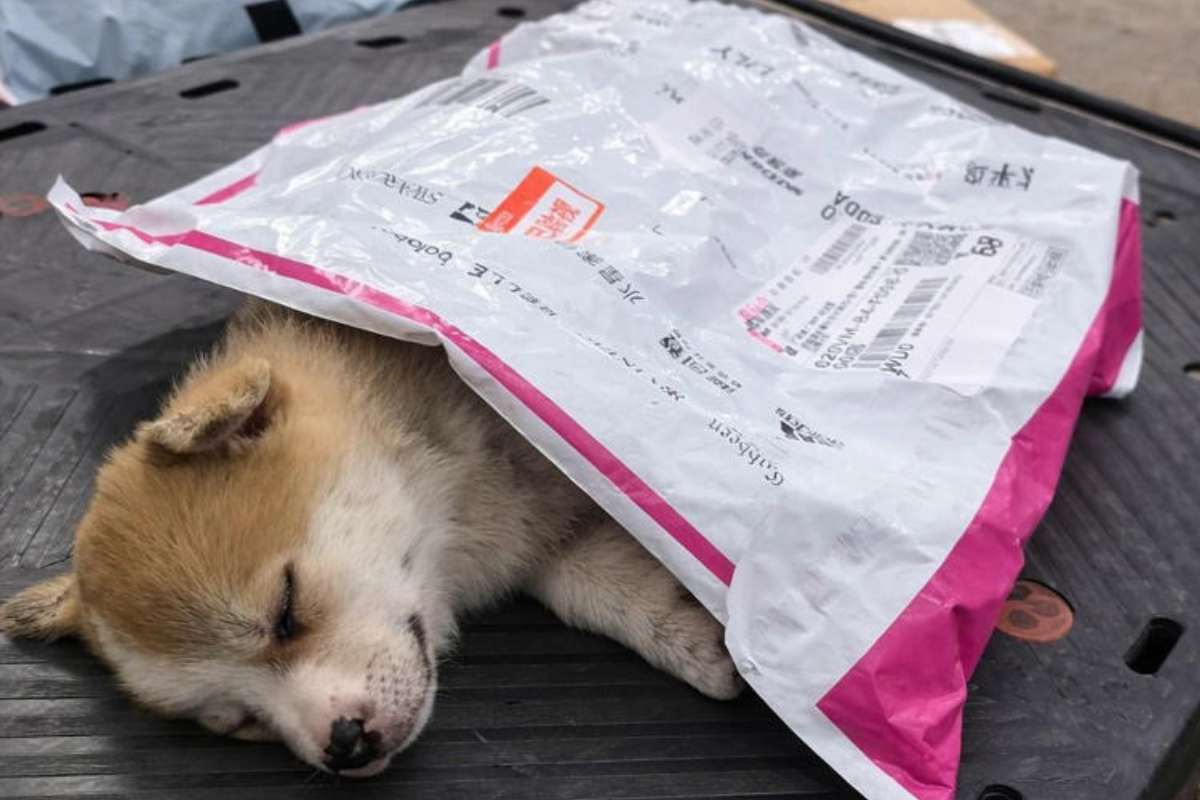 Sotto una busta di plastica nella notte di Natale: in un attimo la vita di Bao è cambiata per sempre