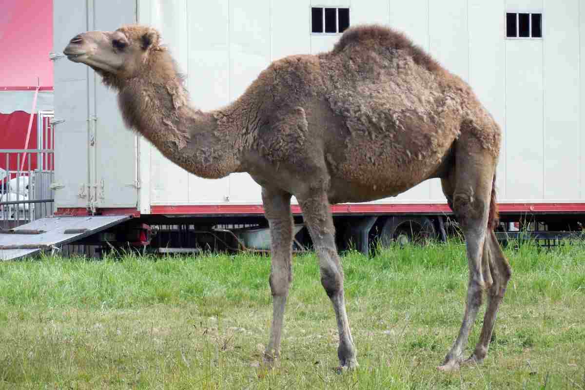 dromedario del circo