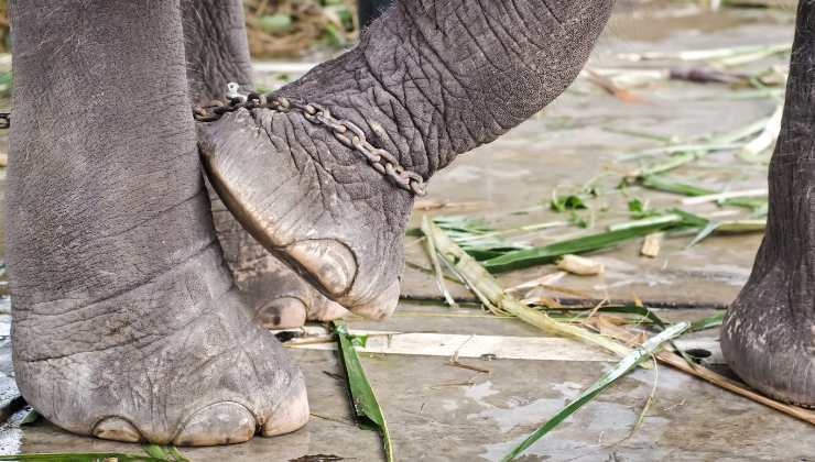 elefante alla catena