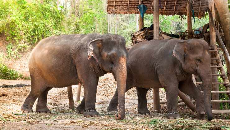 gli elefanti nello zoo di bali