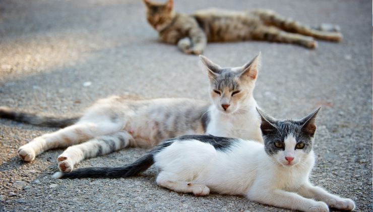 gatti della colonia felina