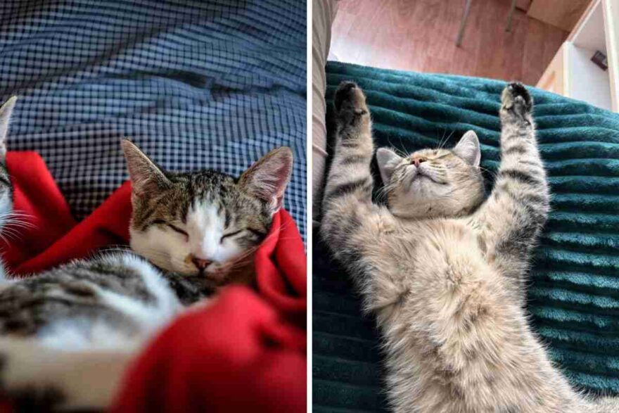 gatti che dormono