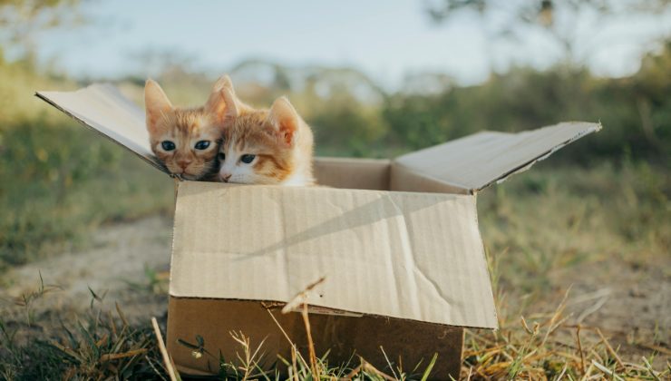 gattini nella scatola