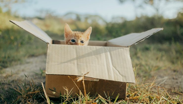 gattino abbandonato nella scatola