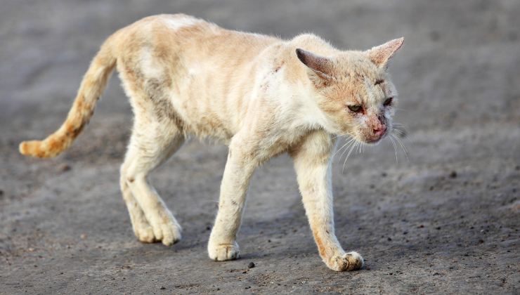 gattino della colonia felina
