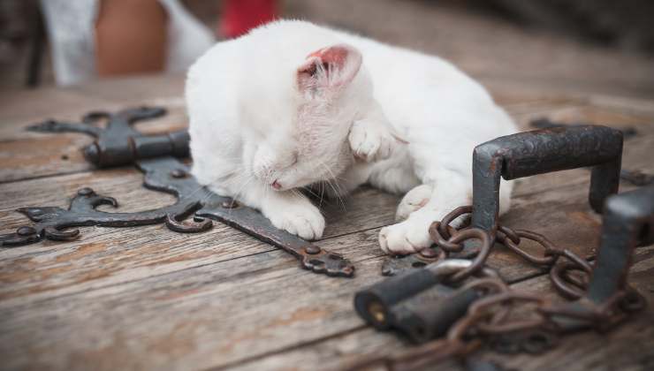 gatto alla catena