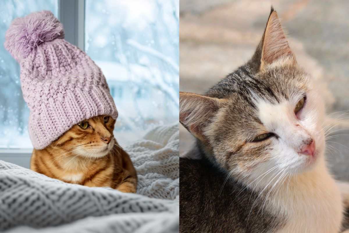 Ipotermia nel gatto: i segnali da non sottovalutare (anche nei randagi)