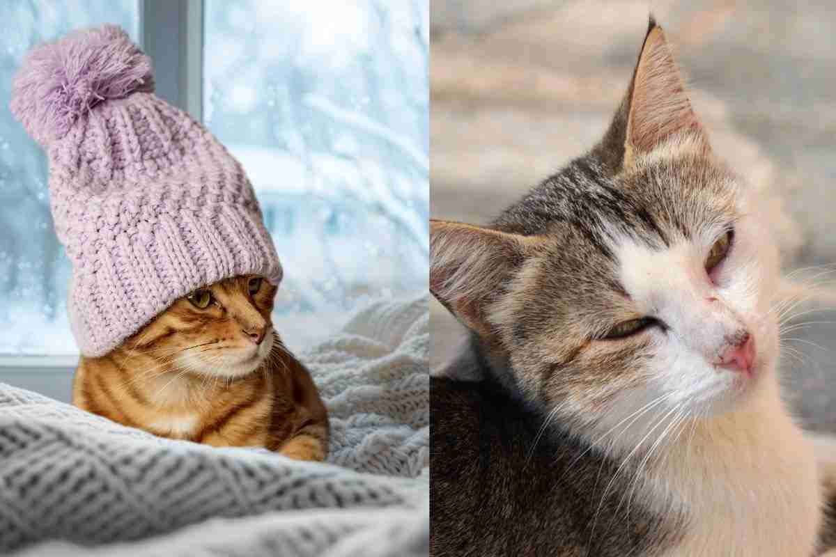 gatto a casa e per strada