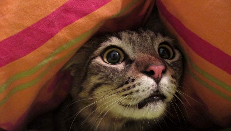 gatto spaventato dai botti di Capodanno