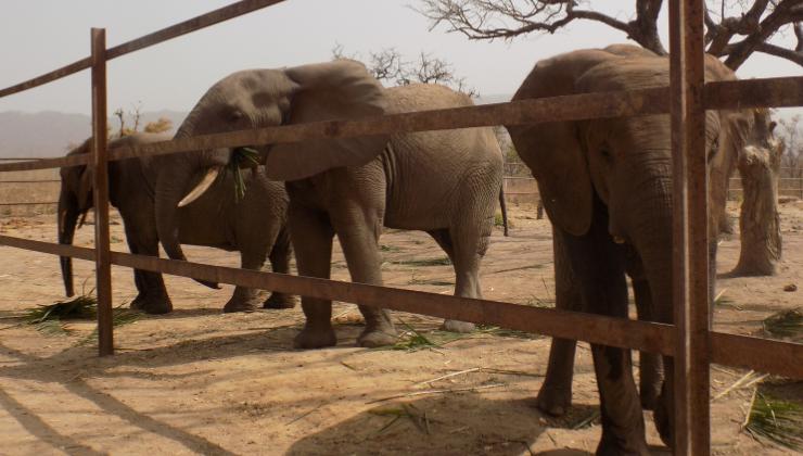 gli elefanti nello zoo di bali