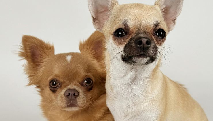 Lancia due chihuahua dal balcone dopo una lite con la moglie