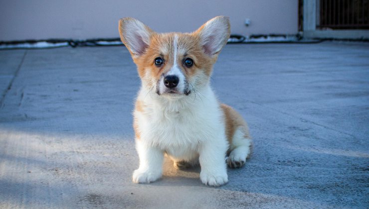 il cagnolino Bao dormiva sotto una busta di plastica