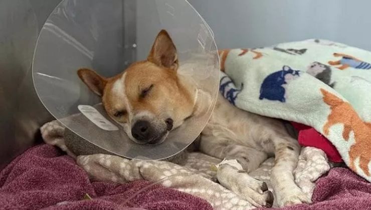 il cane Aloka operato