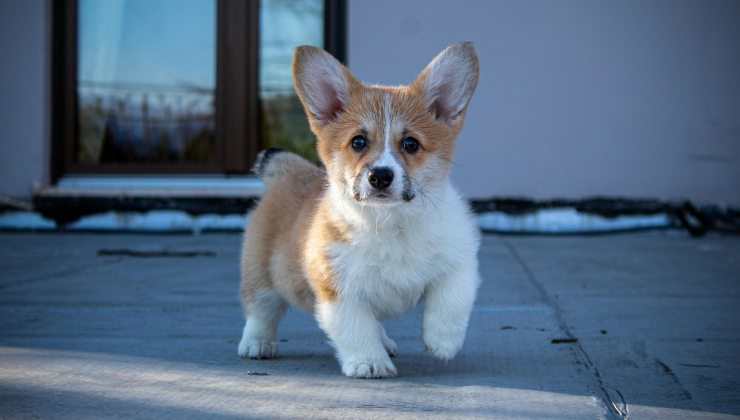 il cane che dormiva sotto una busta di plastica