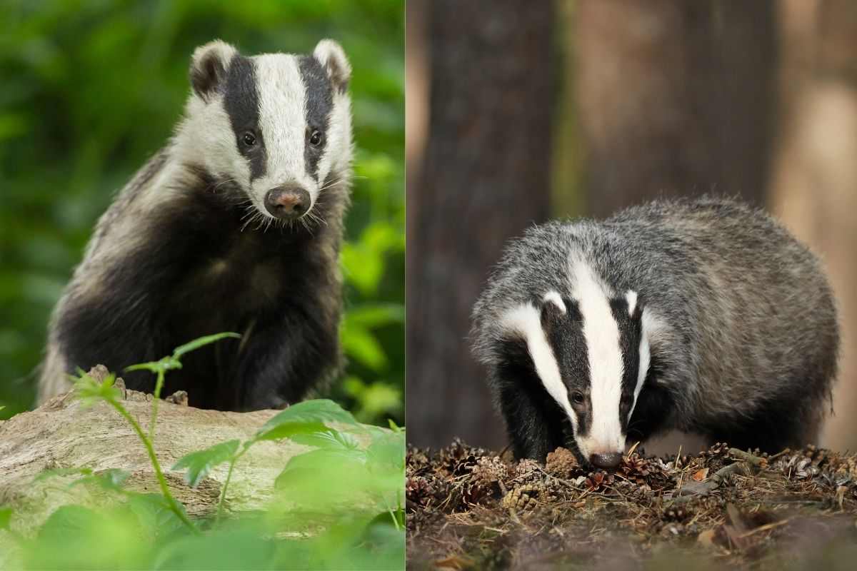 I tassi ci sono anche qui in Italia: dove vedere questi meravigliosi animali