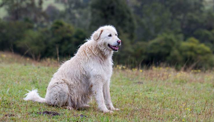 uno dei due cani uccisi