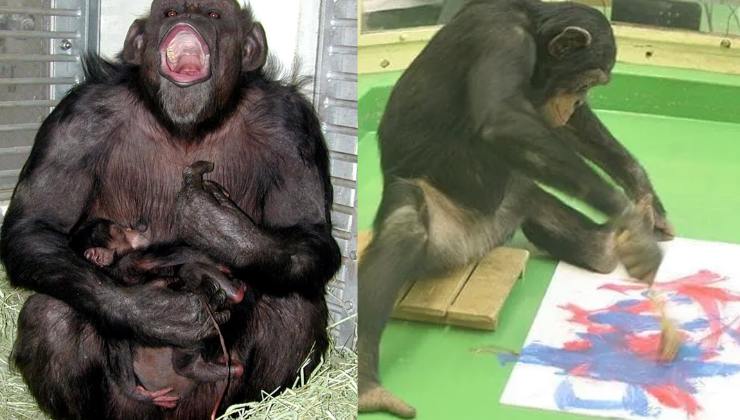 la geniale scimpanzé Ai