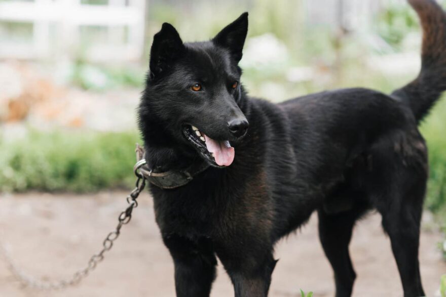 maltrattamenti di animali