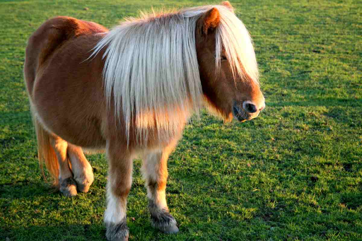 maltrattamento di pony
