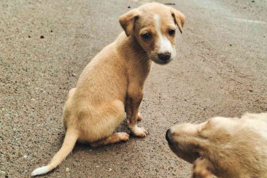 nuovo regolamento sul randagismo