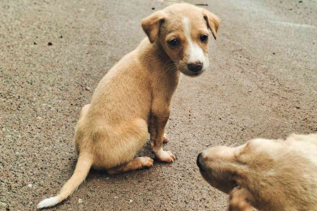 nuovo regolamento sul randagismo