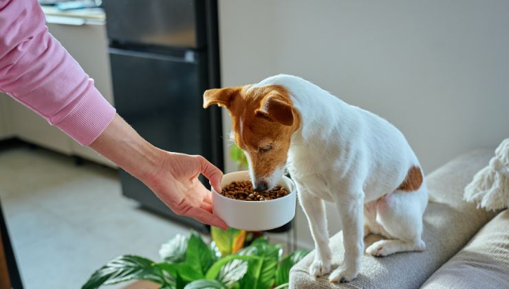 persona dà i croccantini al cane