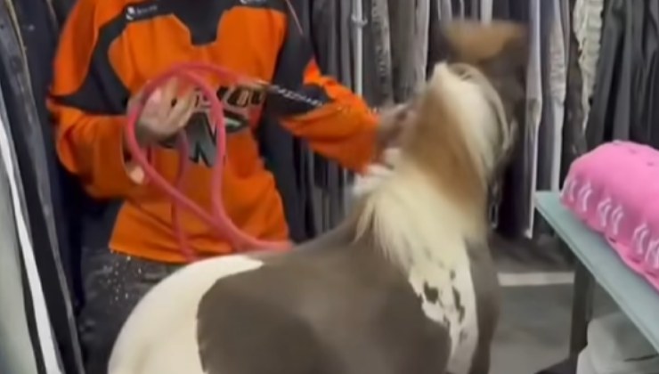 pony maltrattato