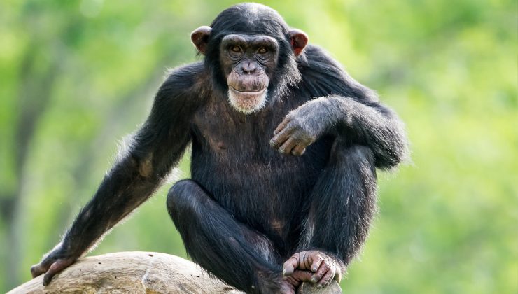 scimpanzé