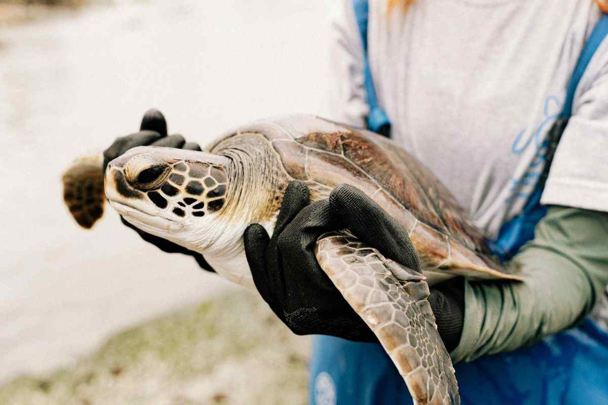 tartaruga
