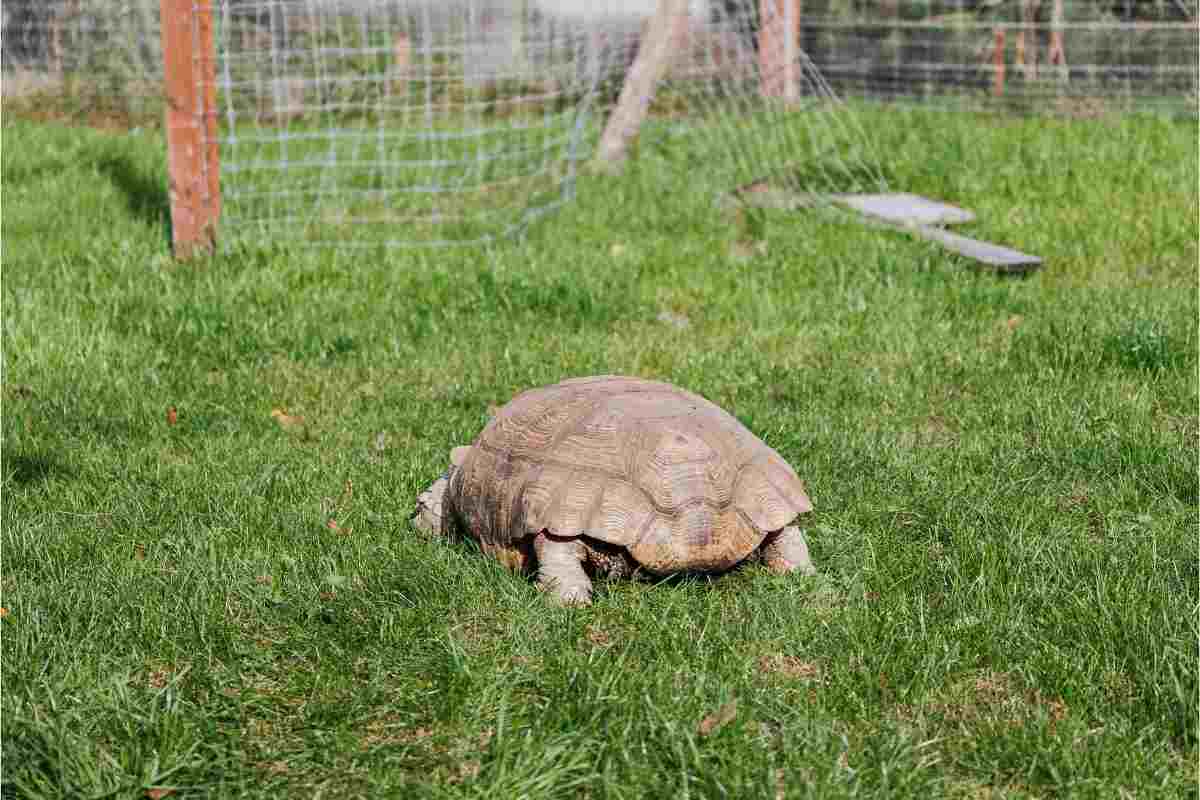 tartaruga all'aperto