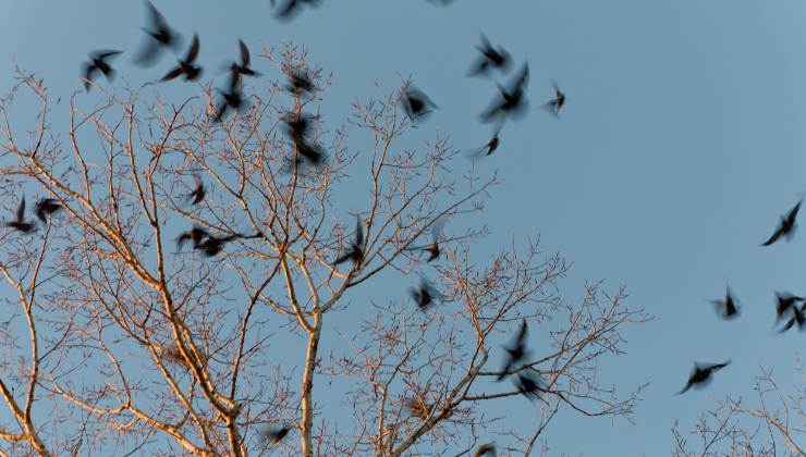 uccelli spaventati dai botti di Capodanno