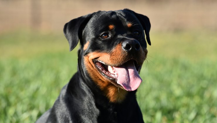 un Rottweiler