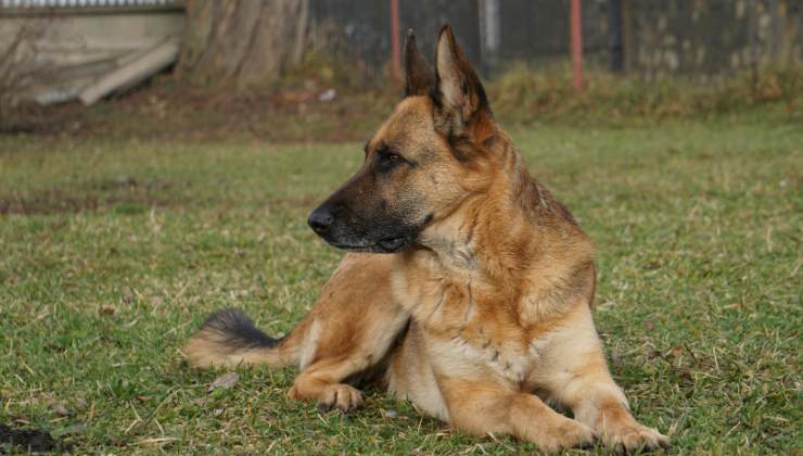 uno dei due cani uccisi