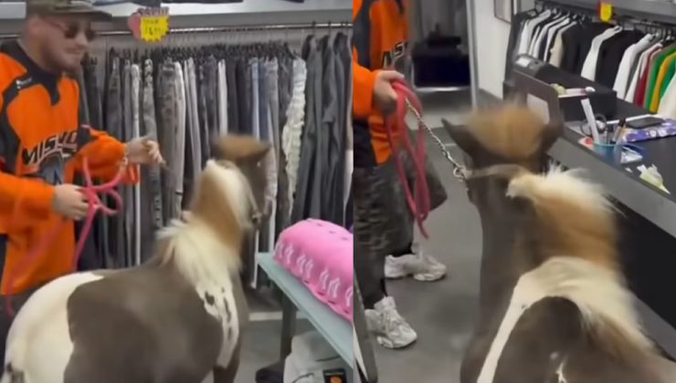 video del pony maltrattato