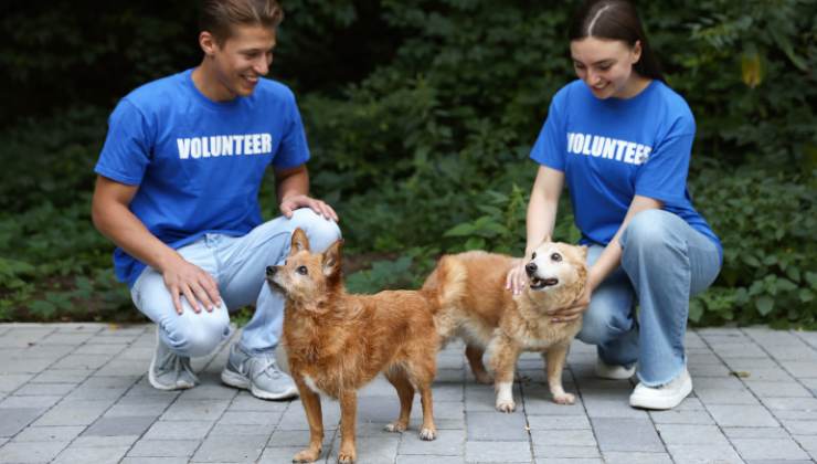 volontari si occupano dei cani randagi
