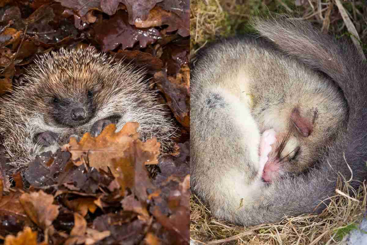 Non tutti dormono fino a primavera: gli animali che si risvegliano dal letargo già a febbraio