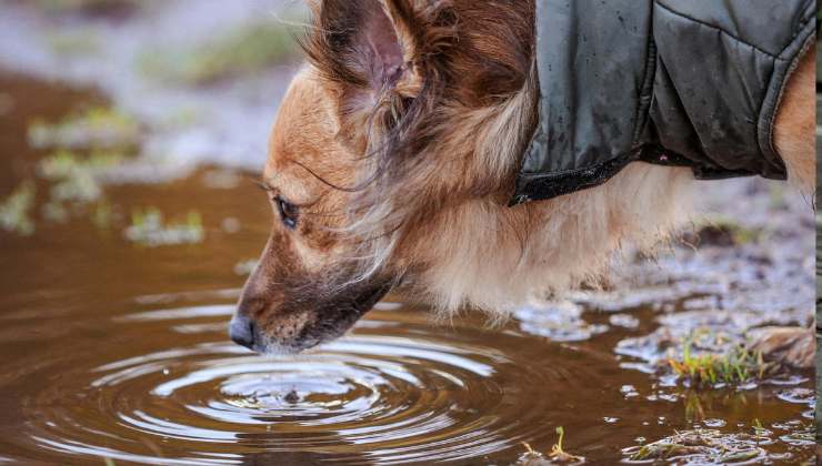 Cane vicino alla pozzanghera