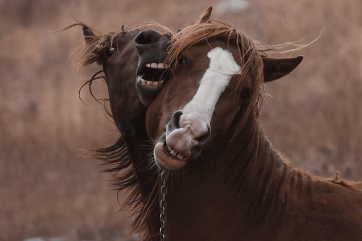 Due cavalli che nitriscono