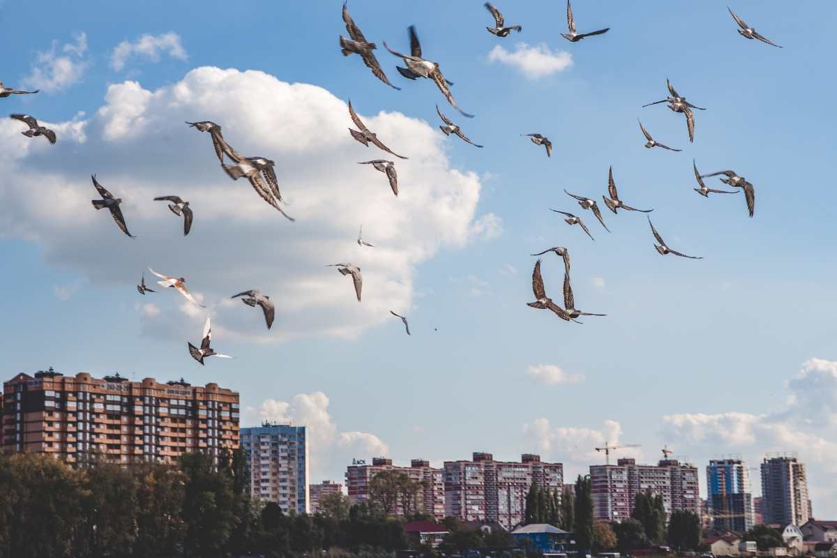 Storno di uccelli sopra la città